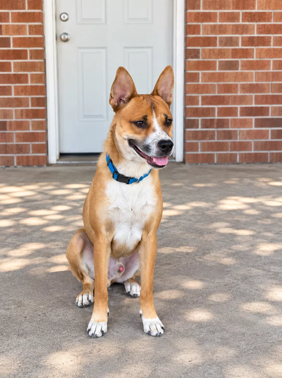 Mesa Mikey - German Shepherd Dog