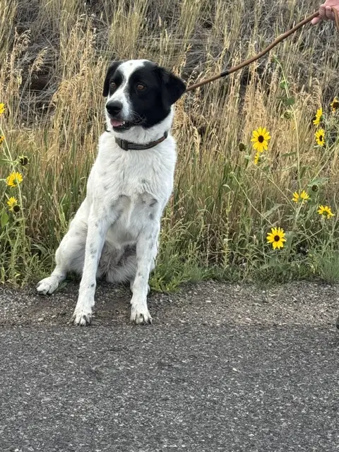 Cookie - Border Collie