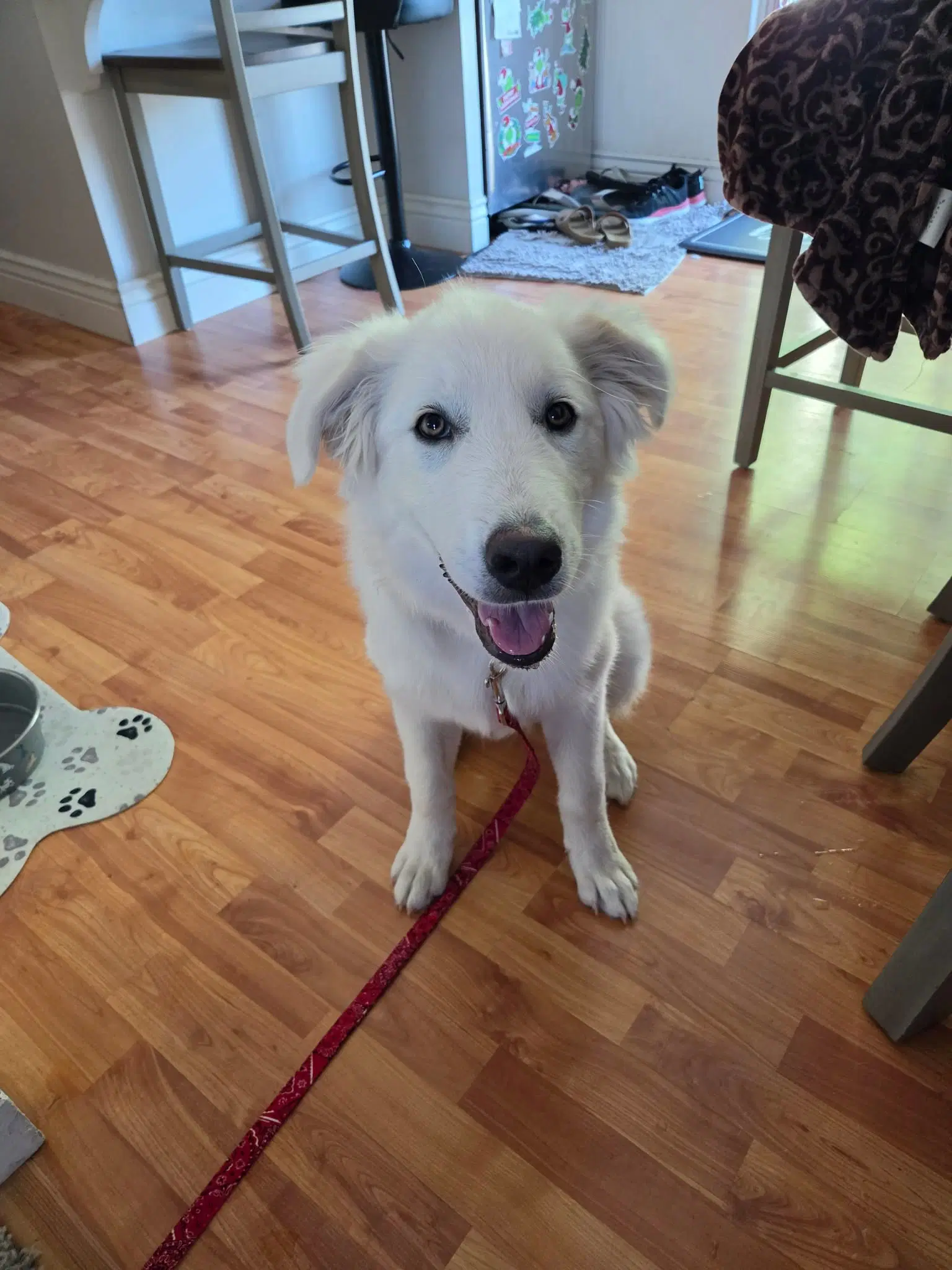 Willow Mae - Great Pyrenees