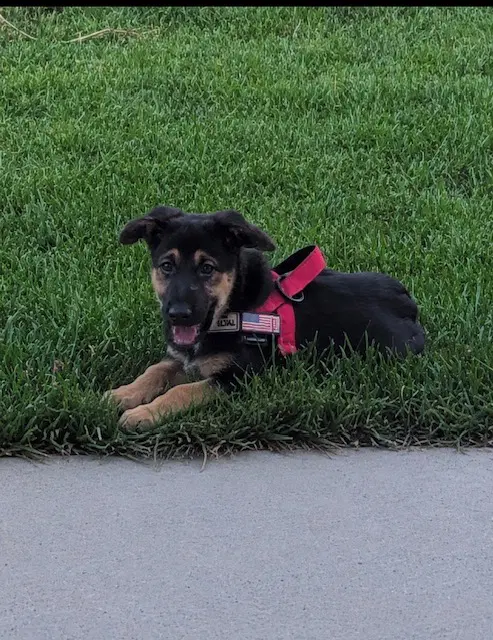 Nova Rae - German Shepherd Dog