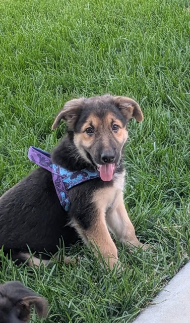 Stella Lou