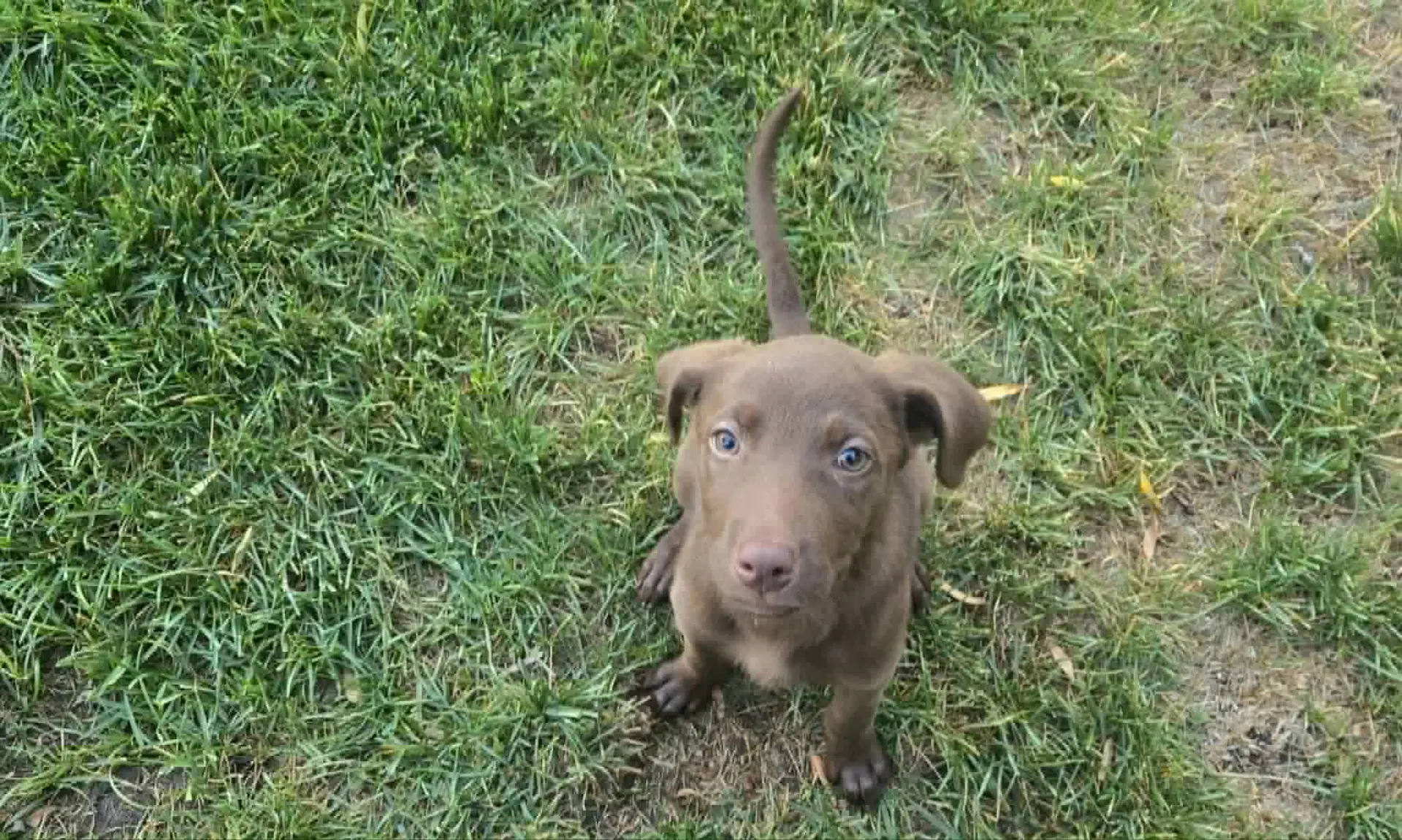 Cleo - Labrador Retriever