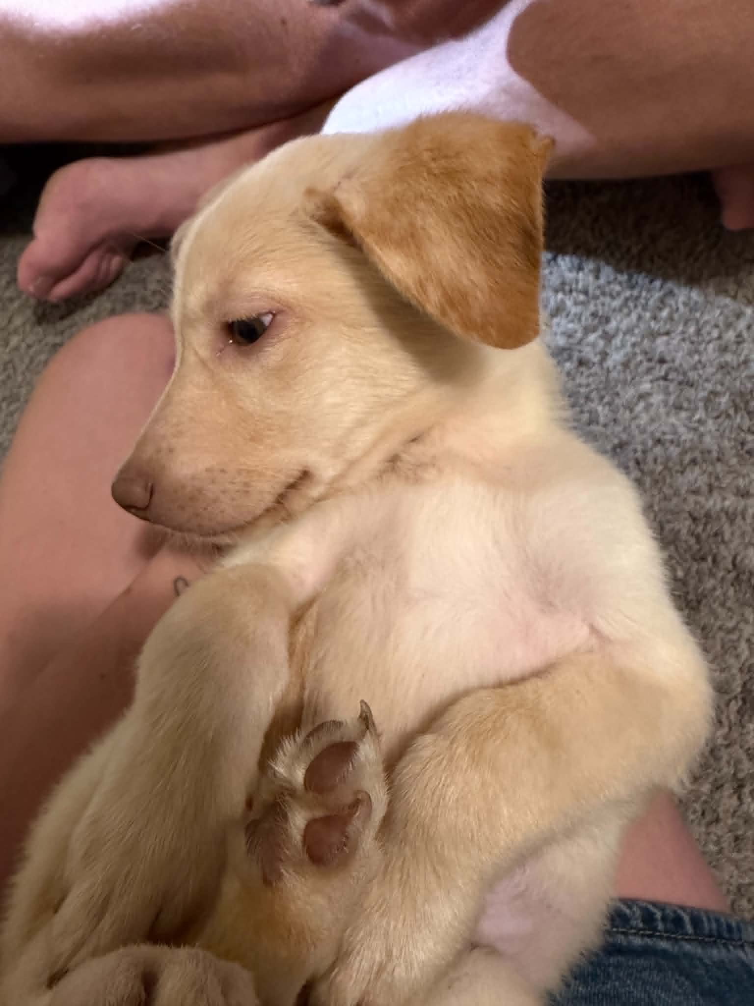 Dottie - Labrador Retriever
