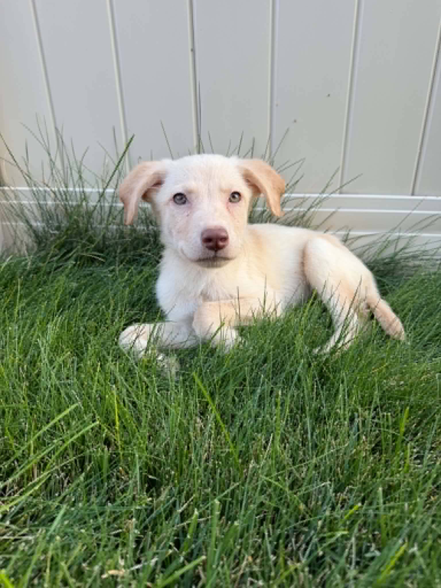 Dottie image 2