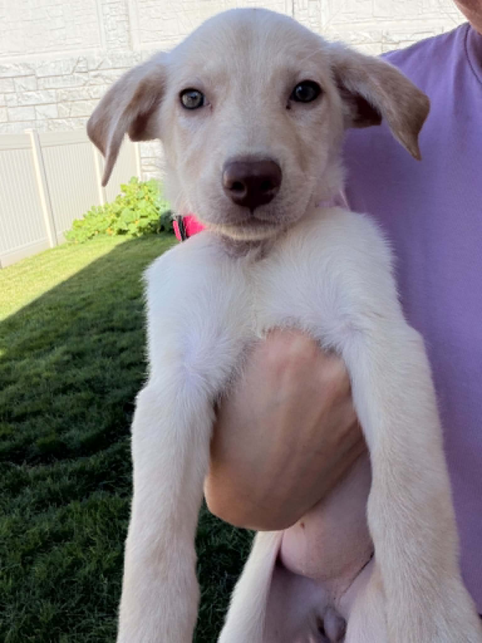 Dottie image 3