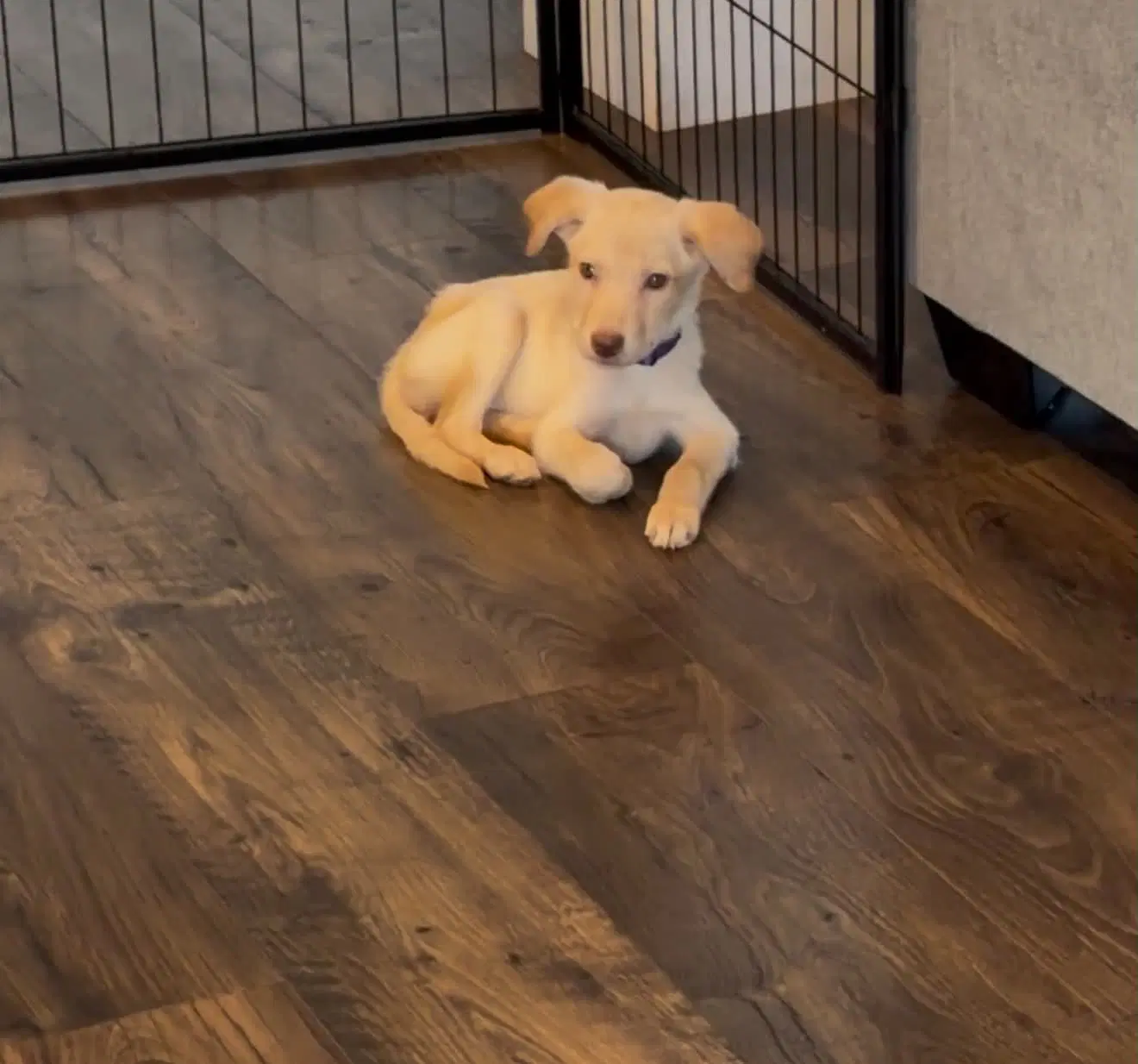 Hazel Baby - Labrador Retriever