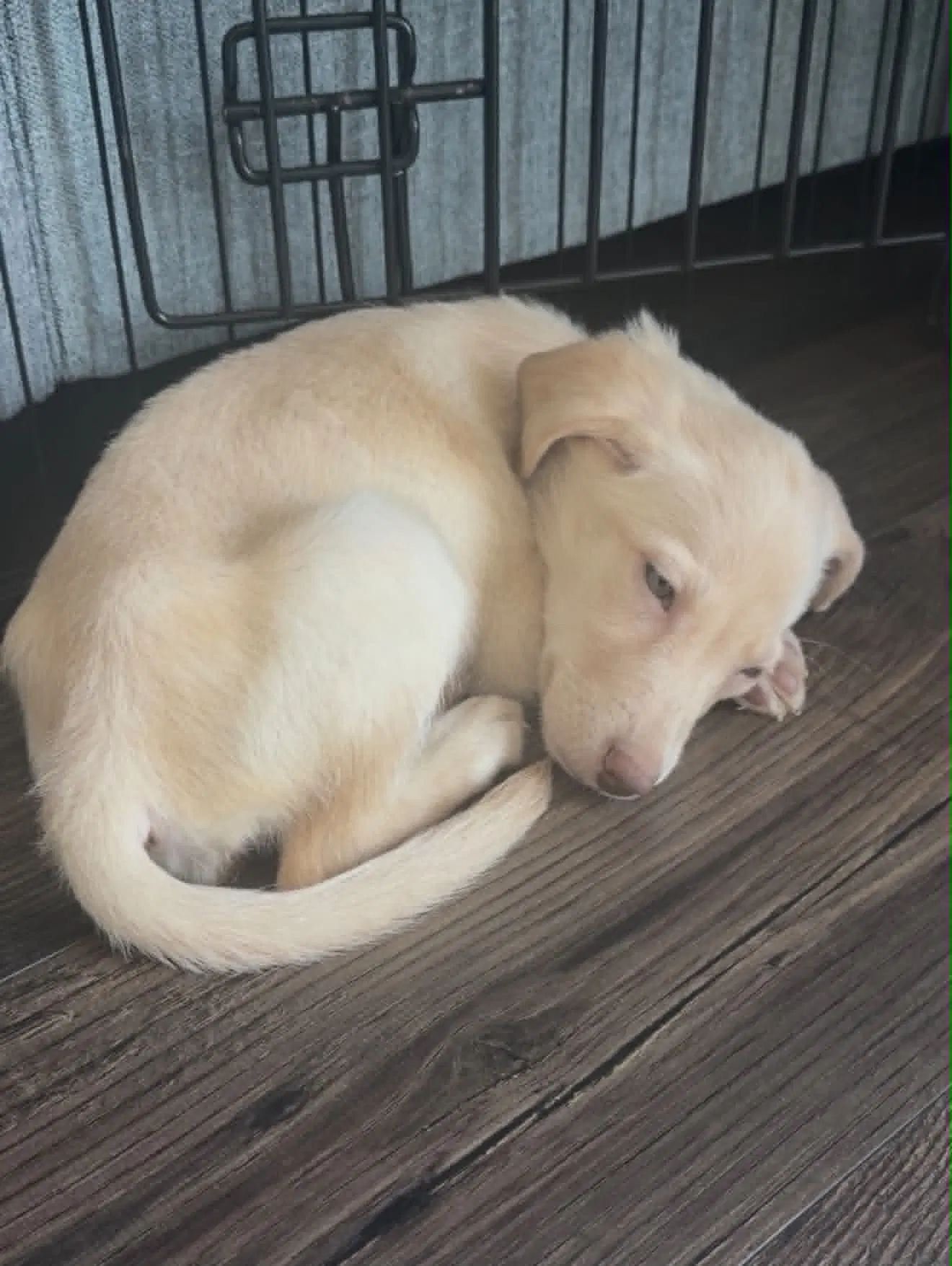 Hazel Baby image 2