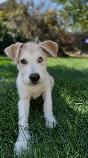 Bruce - Anatolian Shepherd