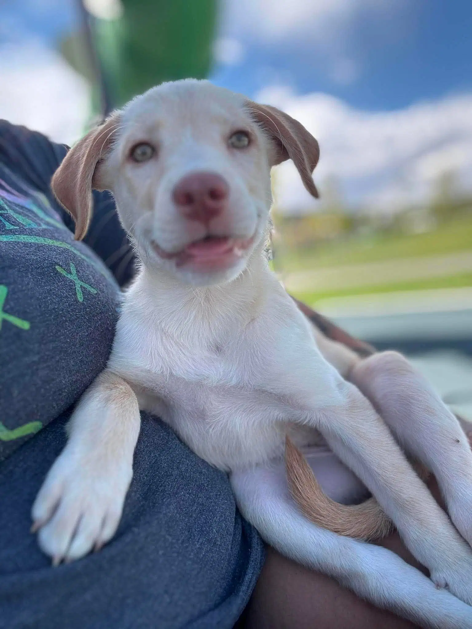 Sunny - Labrador Retriever