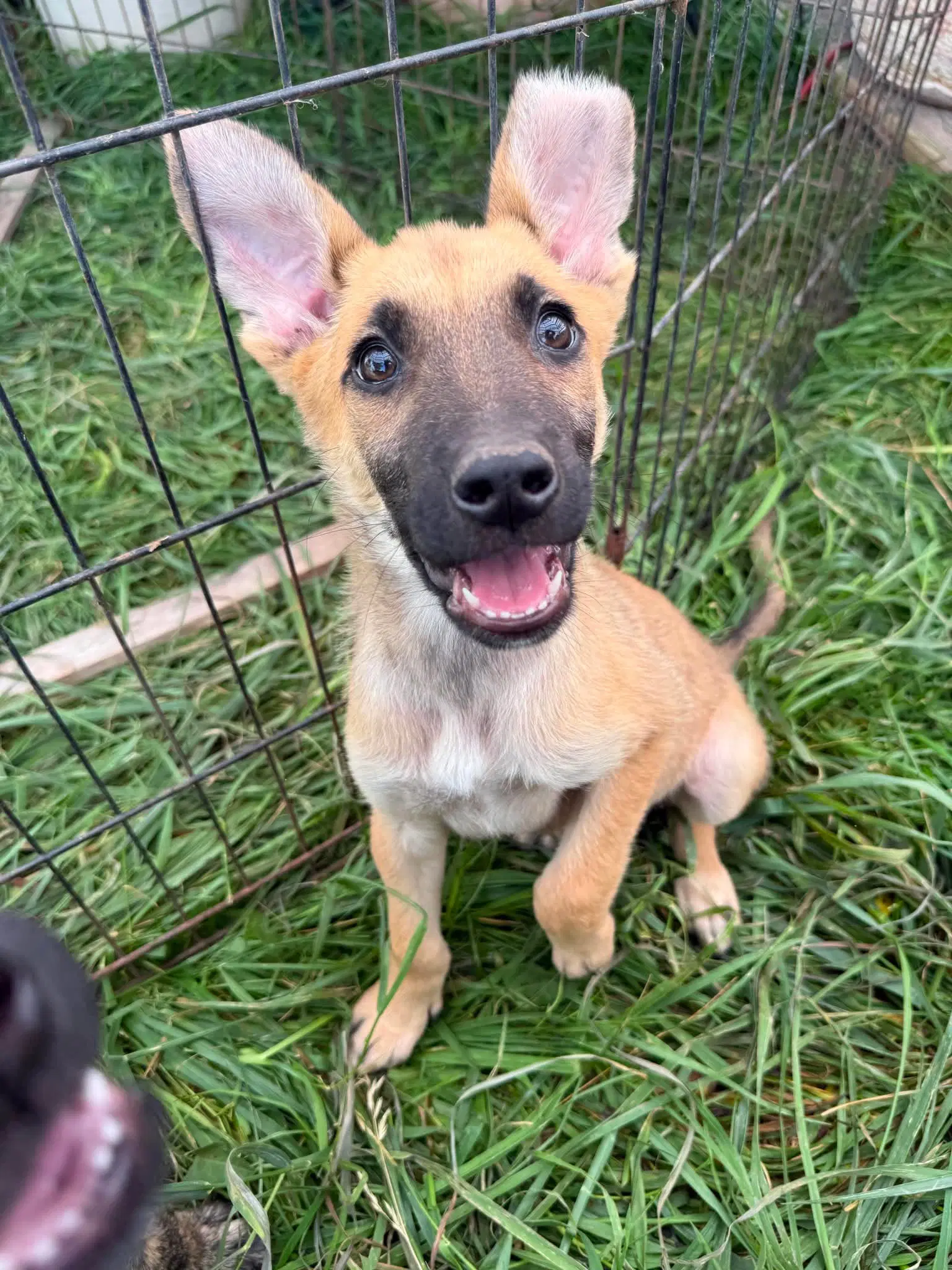 Jr - German Shepherd Dog