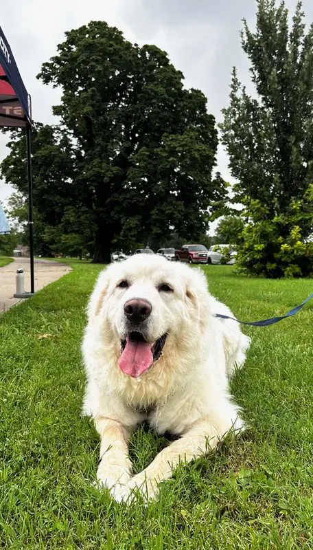 Migo The Bear - Great Pyrenees