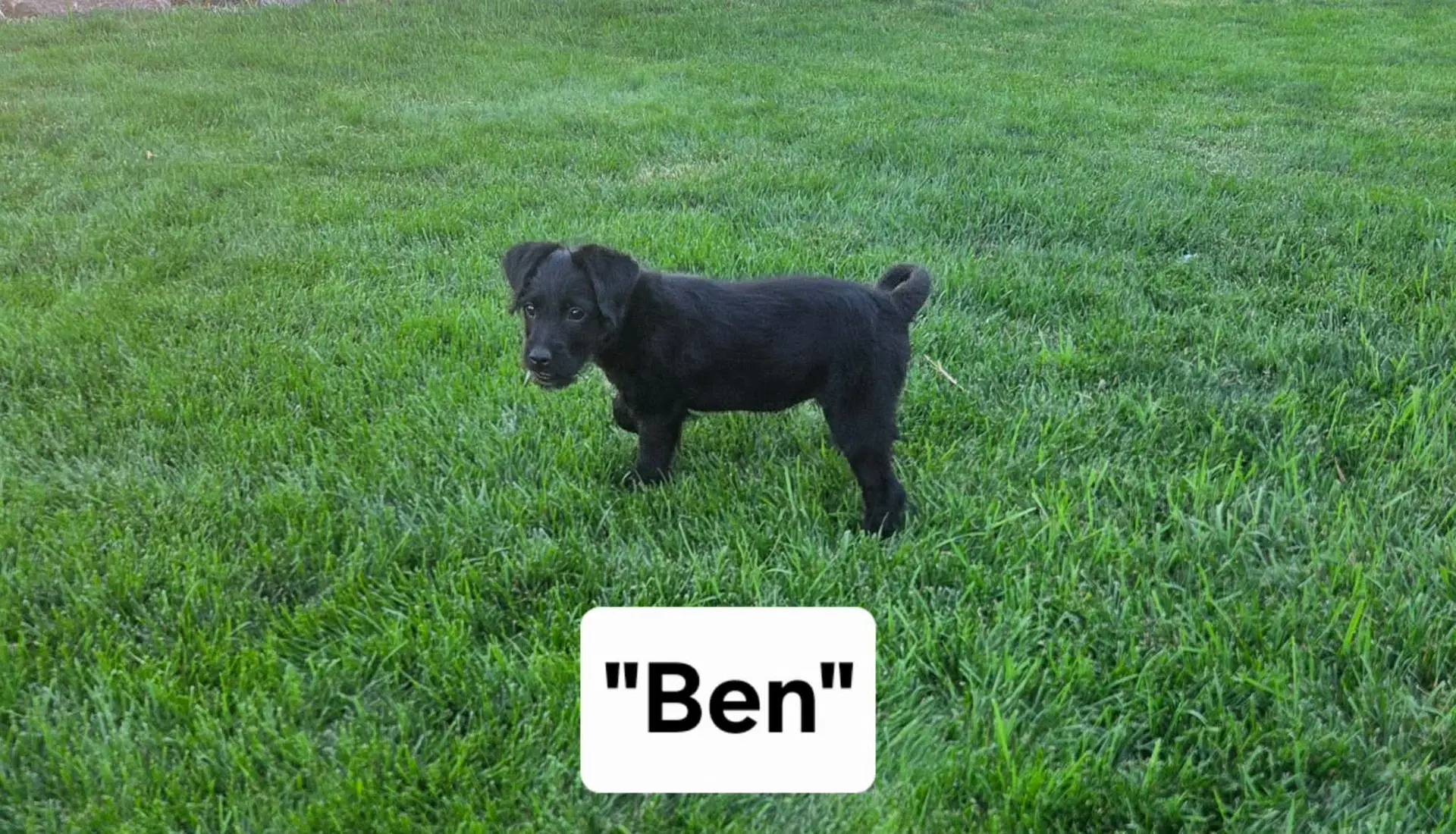Ben image 1