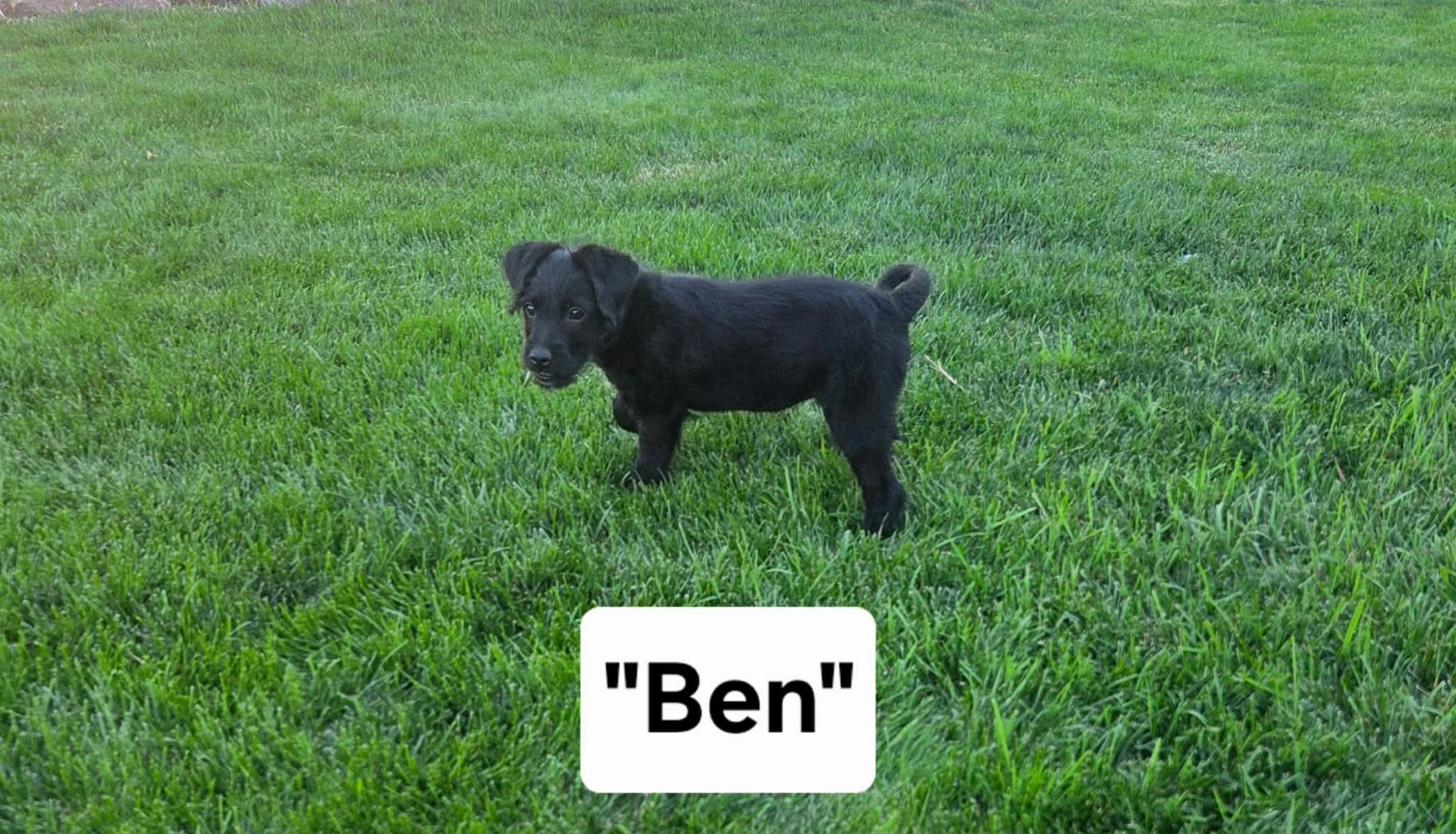 Ben