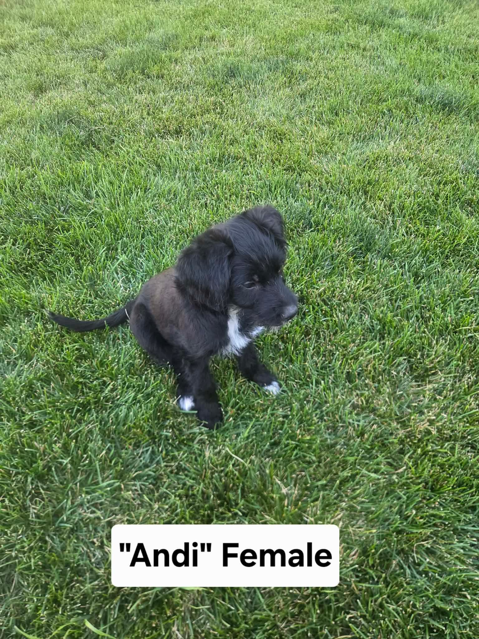 Andi - Australian Cattle Dog/Blue Heeler