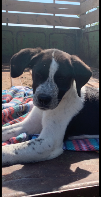 Nevra, an adoptable dog