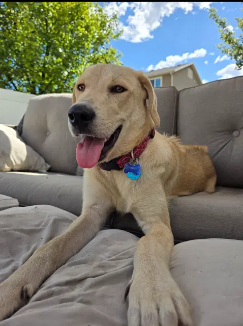 Harper - Rhodesian Ridgeback