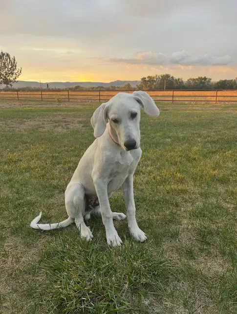 Yeti - Great Dane