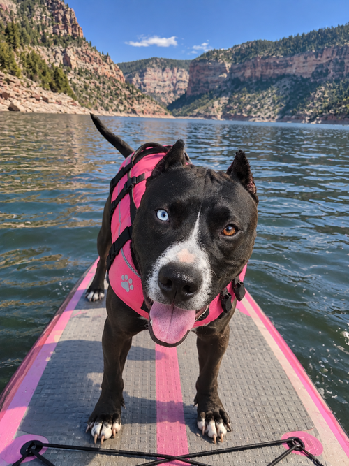Eclipse, an adoptable dog