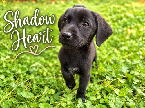 Shadow Heart, a dog for adoption from Mountain Mama Pyrs and Pups