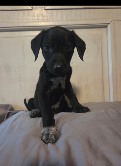 Apollo, photo 4