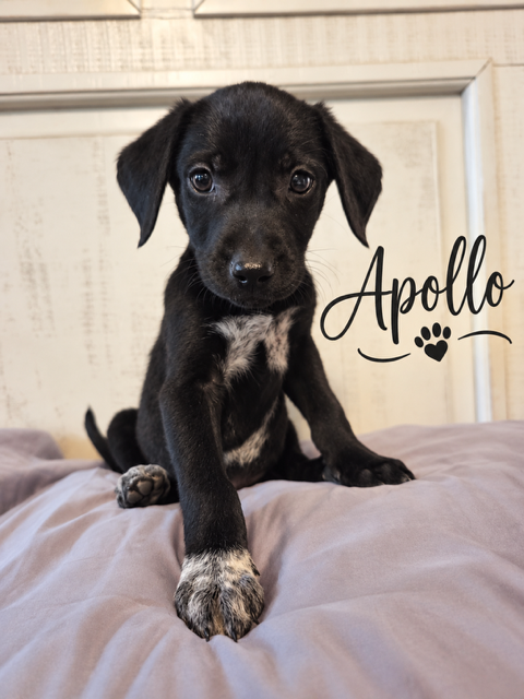 Photo 2 of Apollo