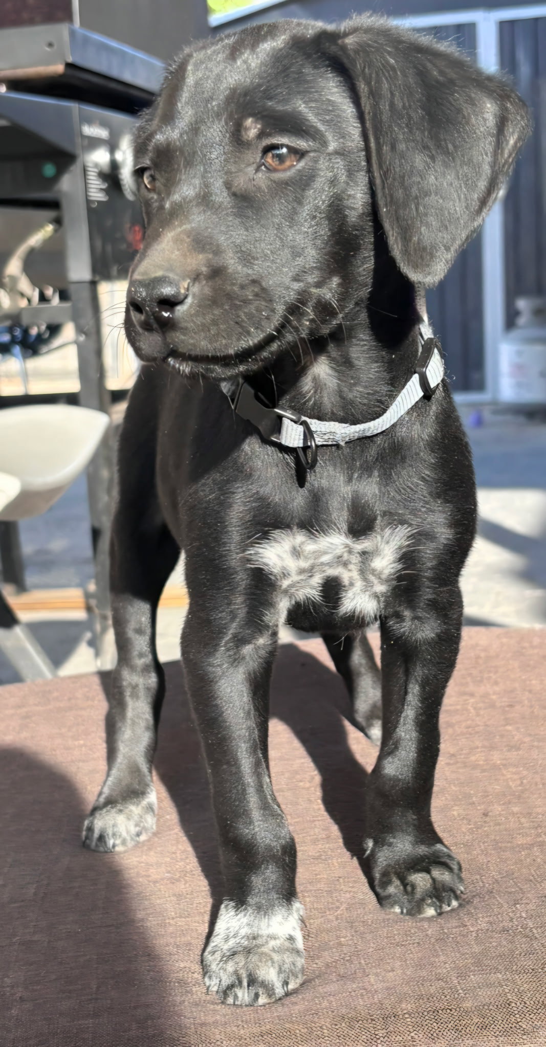 Apollo