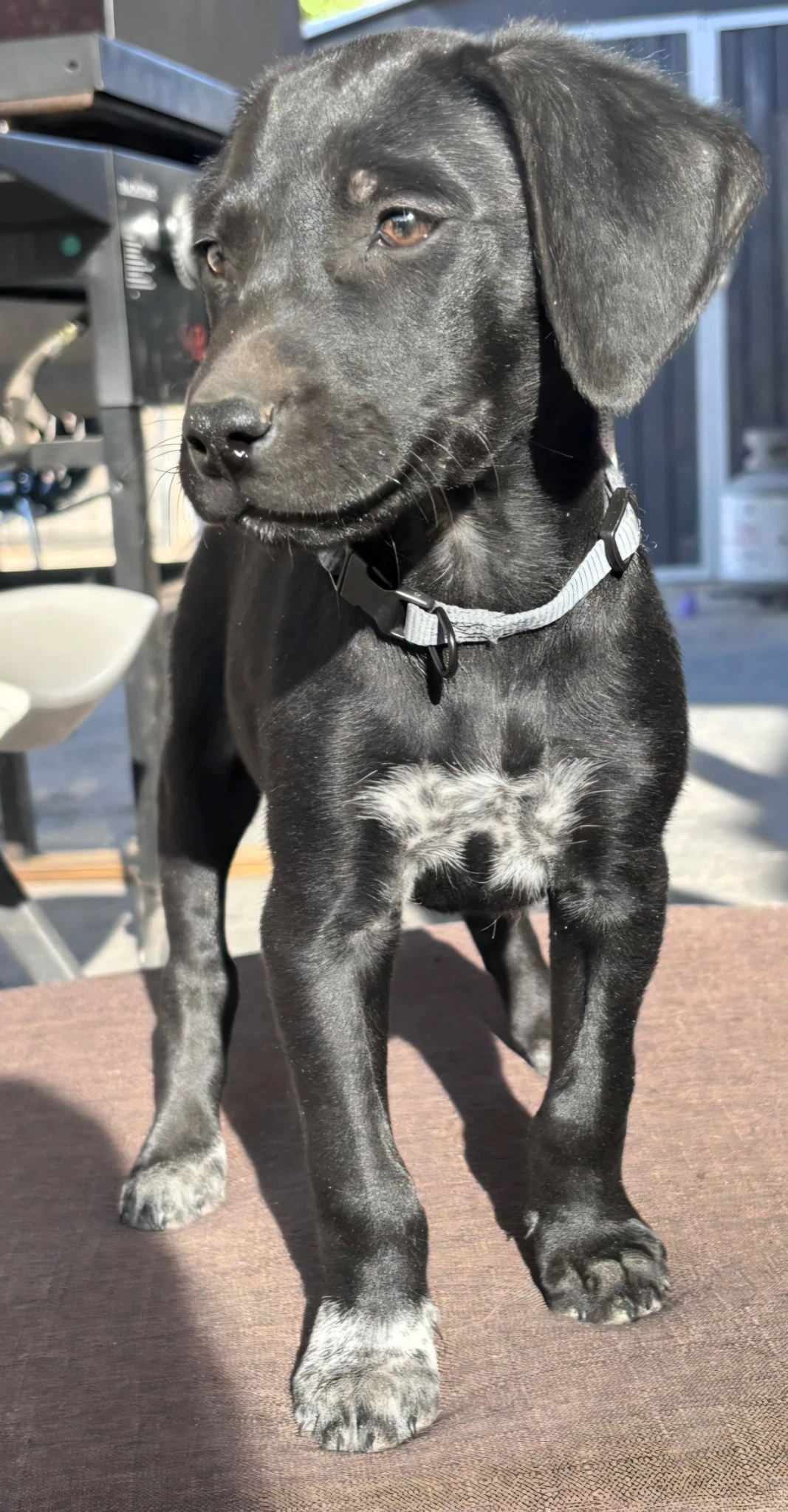 Apollo
