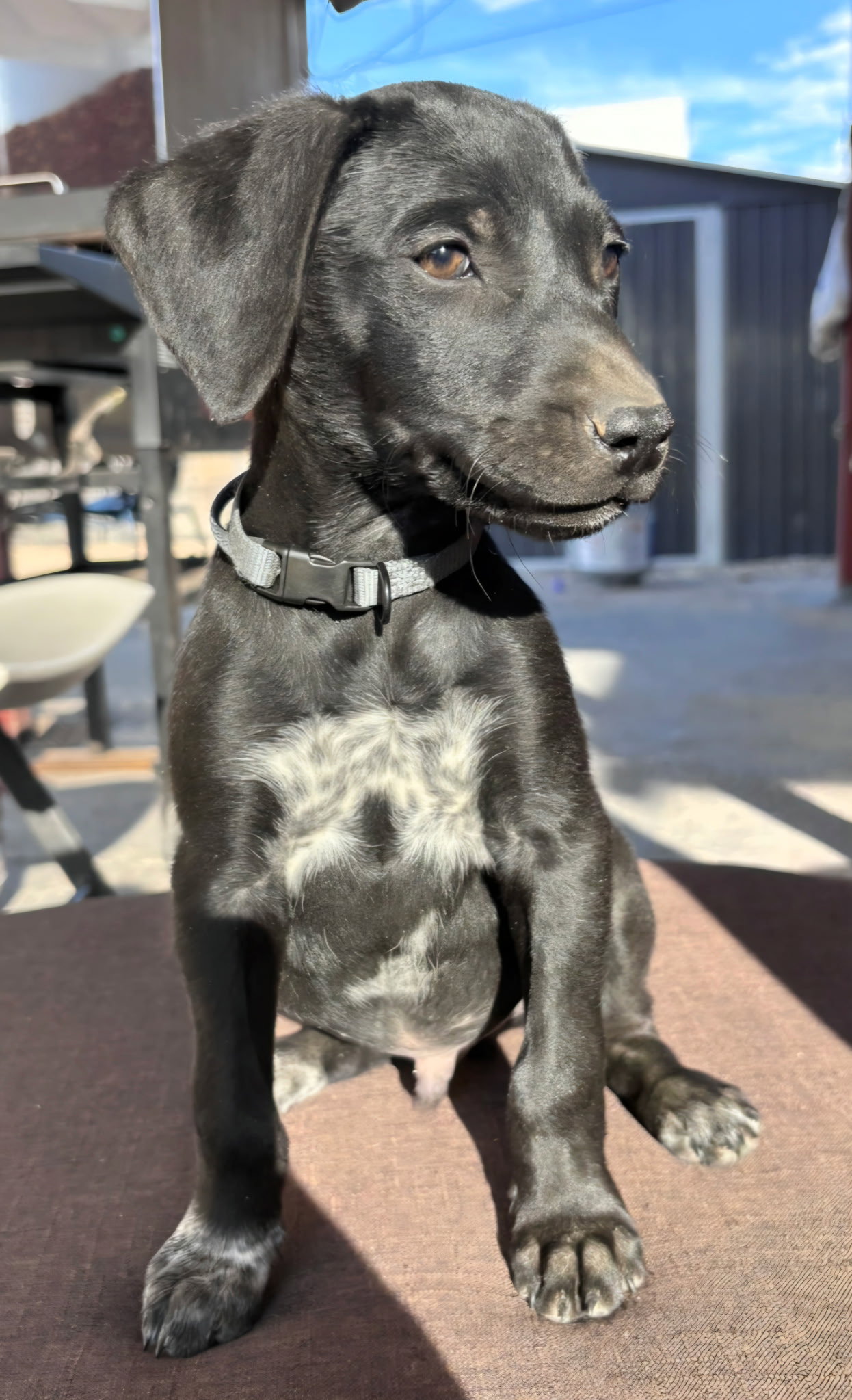 Apollo, photo 2