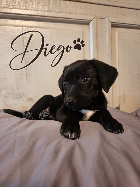 Diego image 3