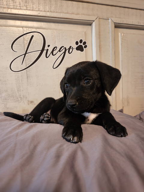 Diego, an adoptable dog
