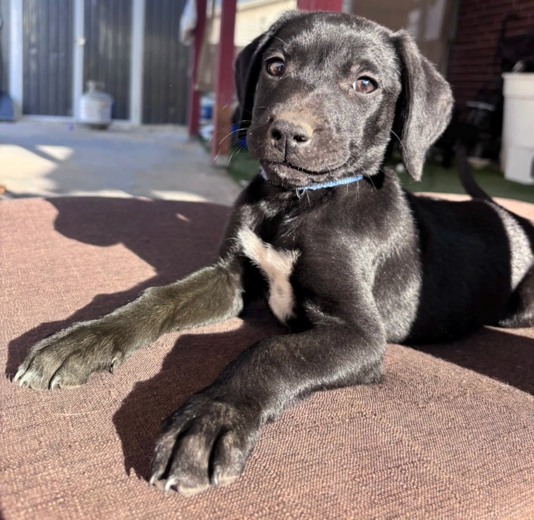 Diego