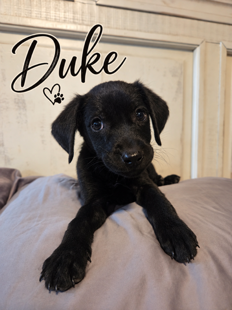 The Duke, a dog for adoption from Mountain Mama Pyrs and Pups