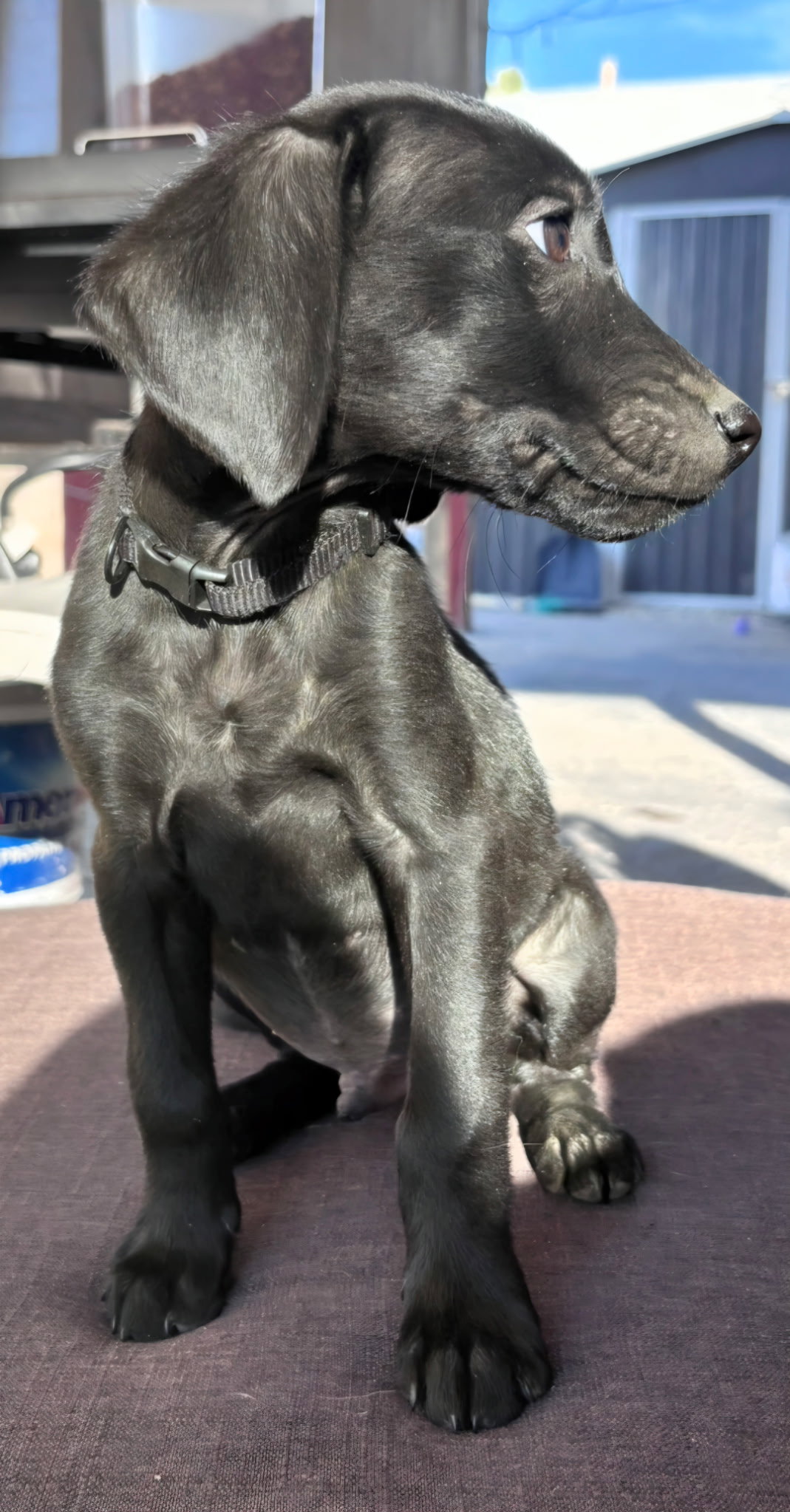 The Duke, photo 4