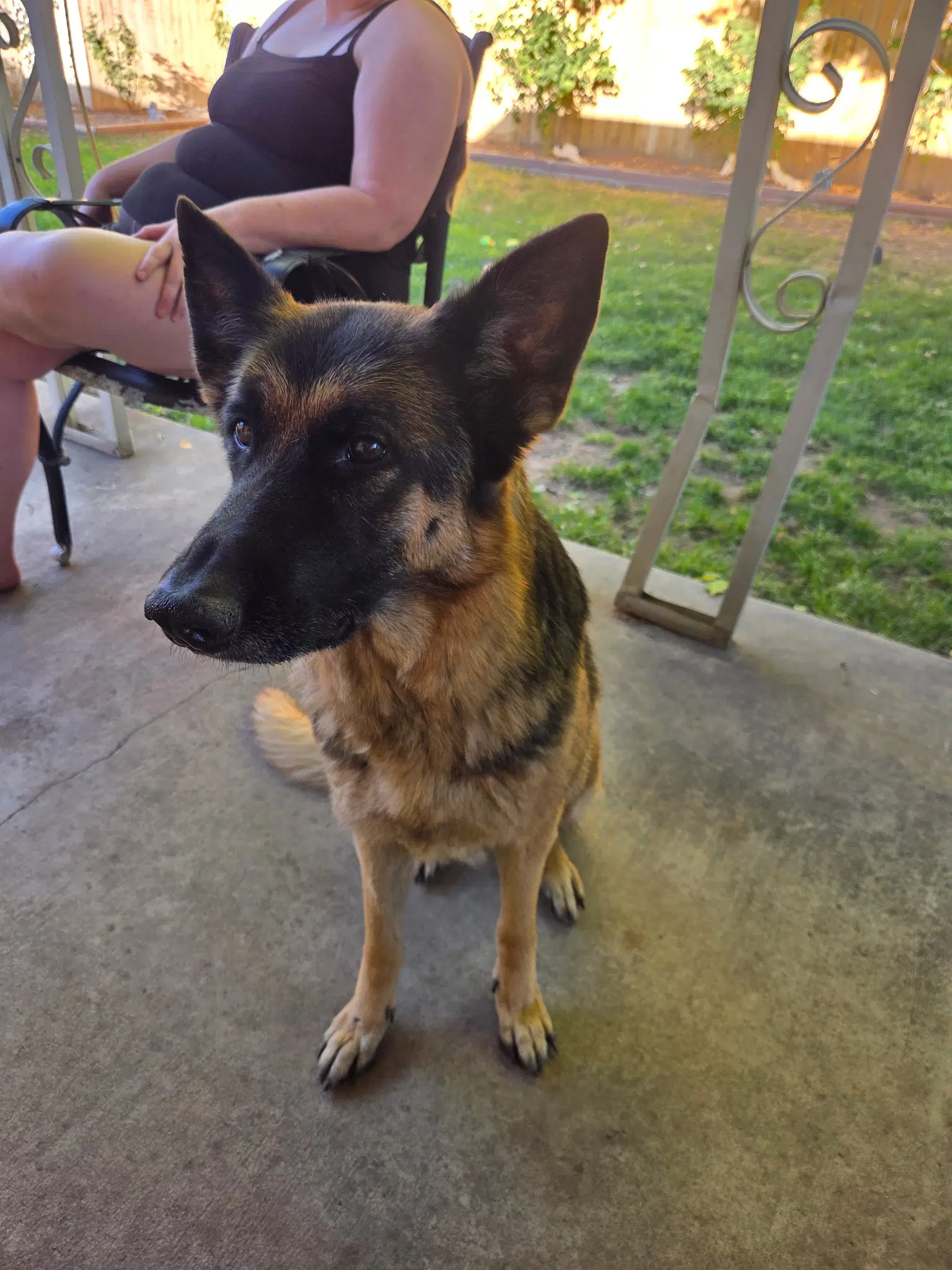 Snickers - German Shepherd Dog
