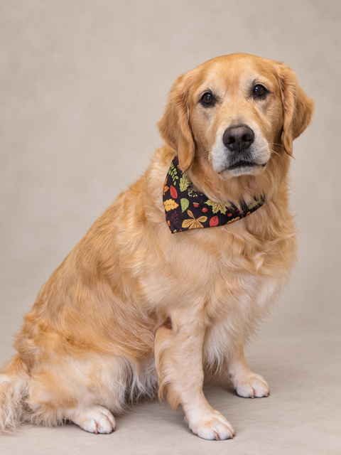 Traveler, Golden Retriever
