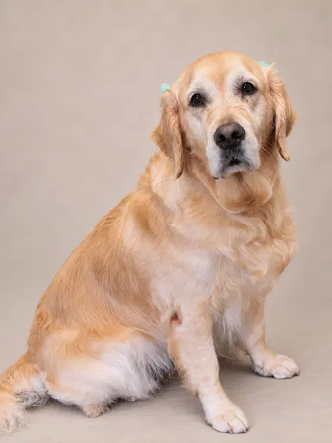 Luna - Golden Retriever