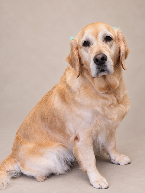 Luna, an adoptable dog