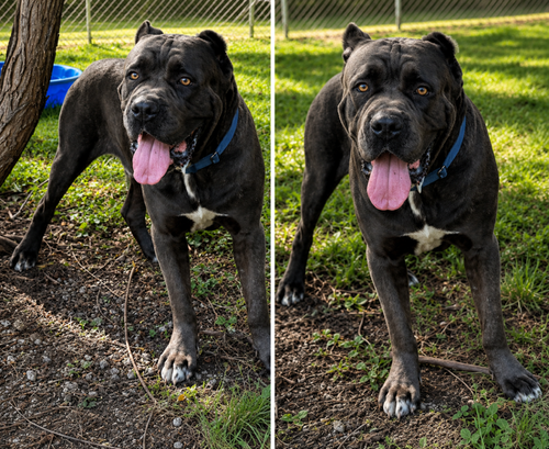 Huey, an adoptable dog