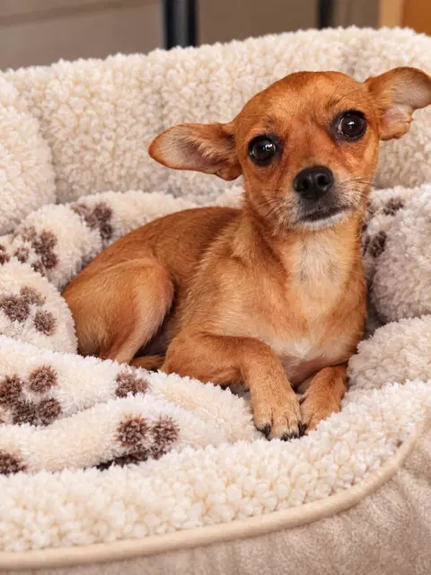Fancy - Chihuahua