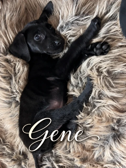 Gene