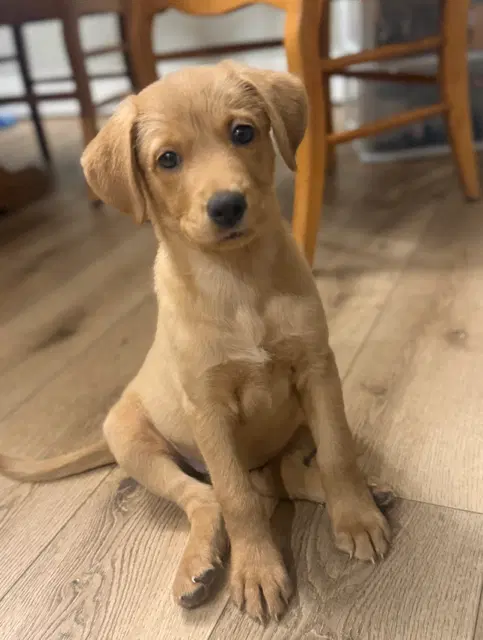 Lupine - Labrador Retriever