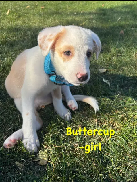 Buttercup - Labrador Retriever
