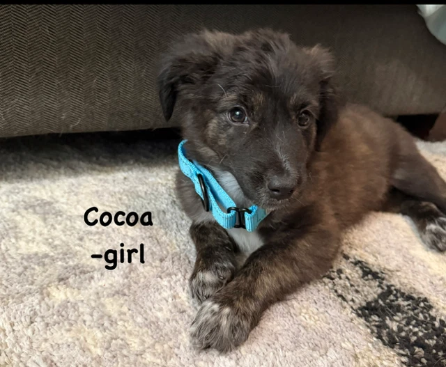 Cocoa Lou