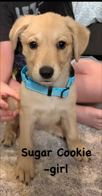 Sugar Cookie - Labrador Retriever