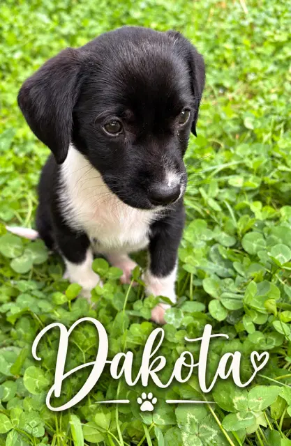 Dakota - Flat-coated Retriever