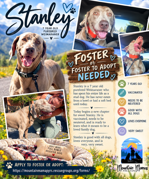 Stanley, an adoptable dog