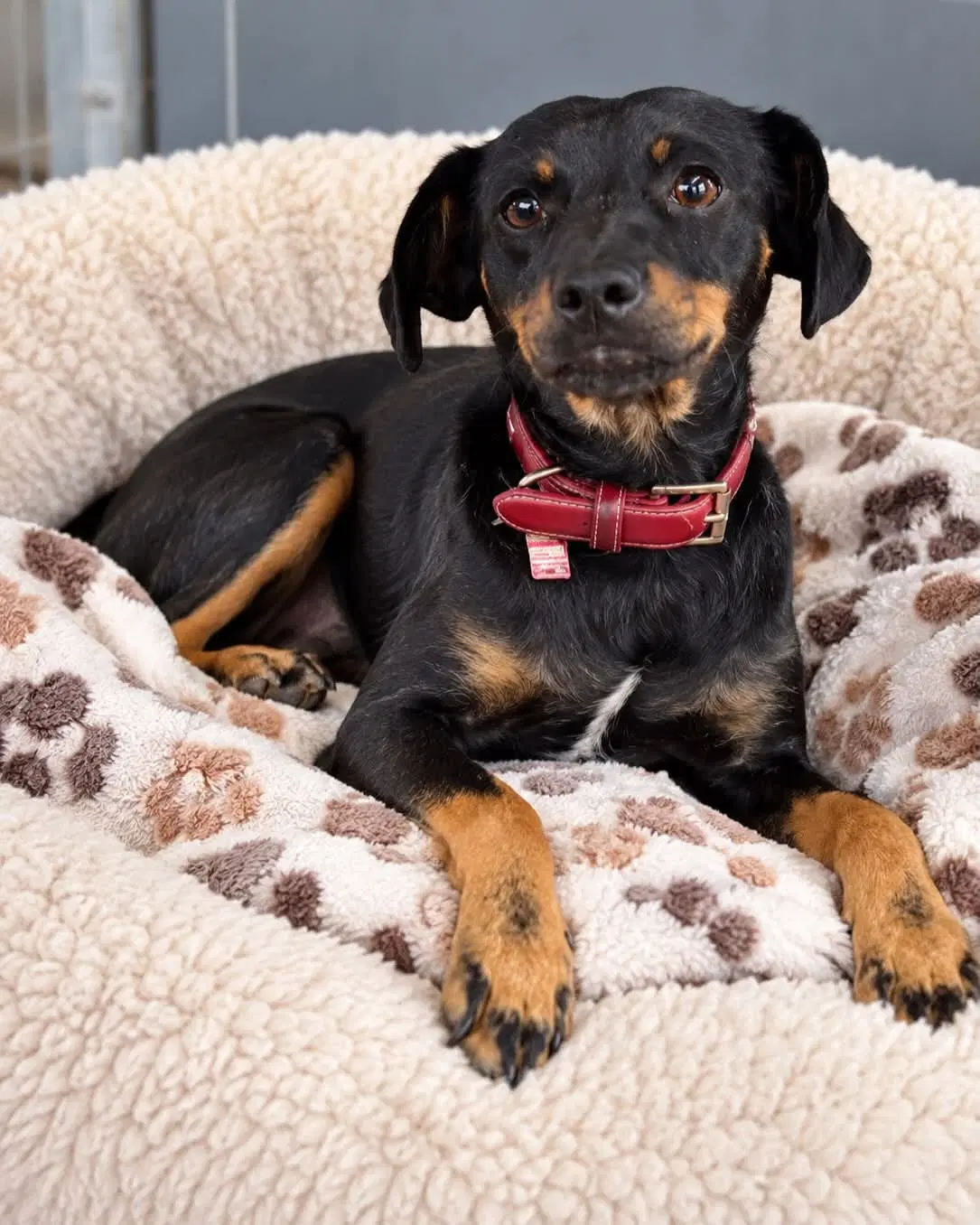 Tonka - Miniature Pinscher