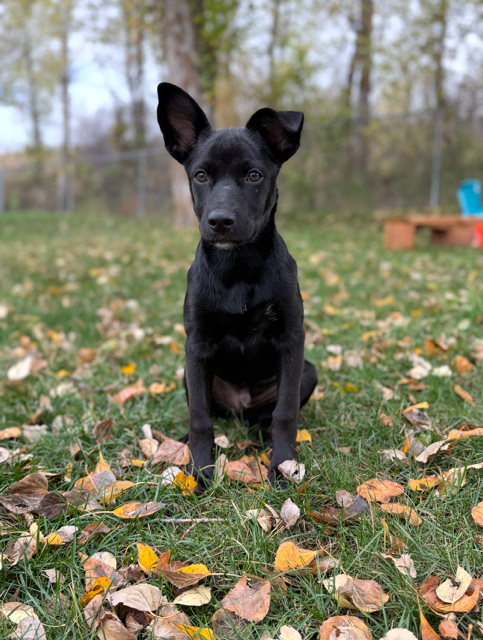 Rusty, an adoptable dog