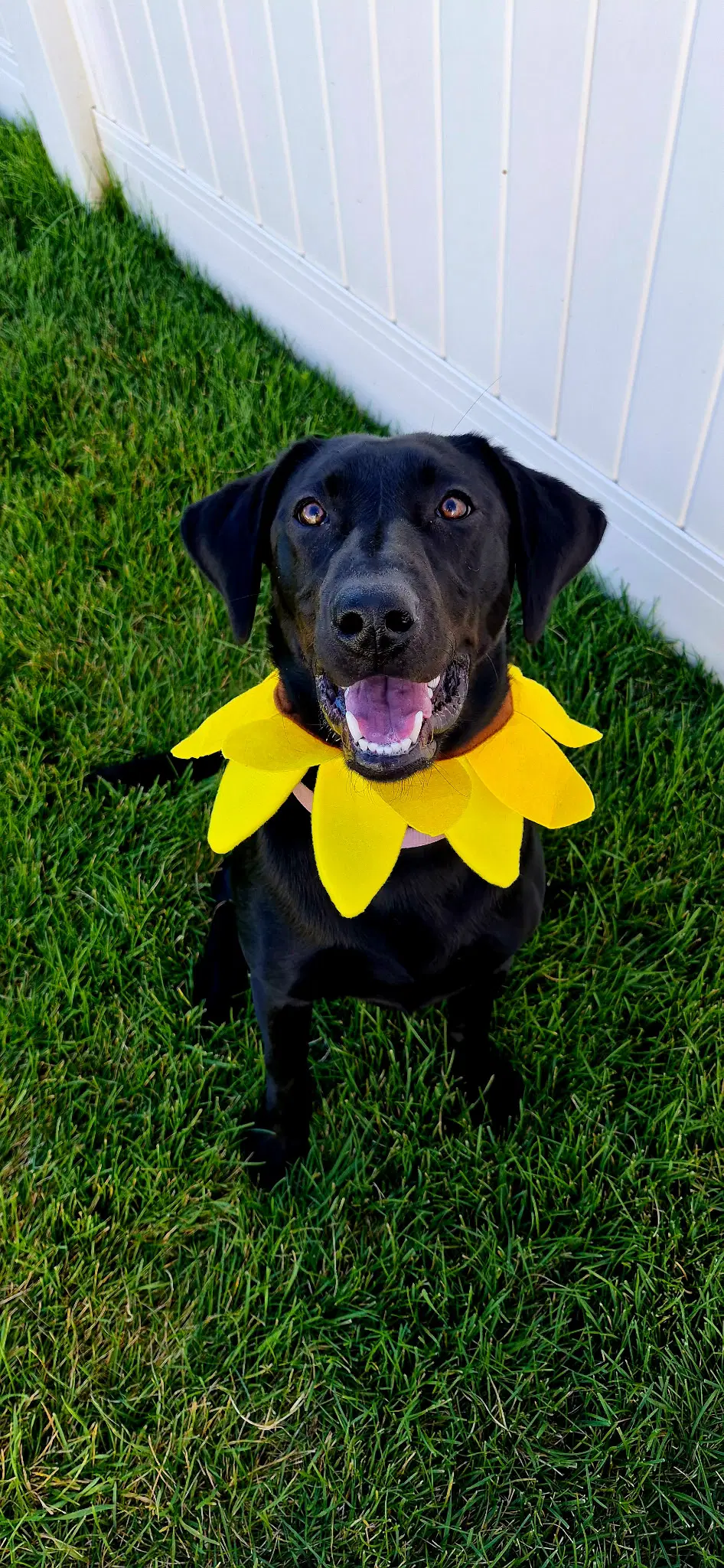 Lilly - Labrador Retriever
