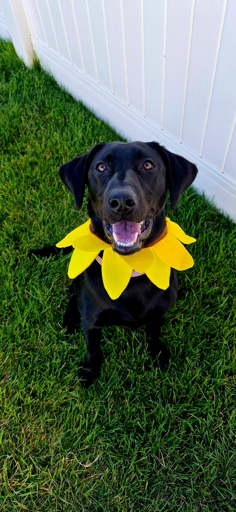 Lilly
